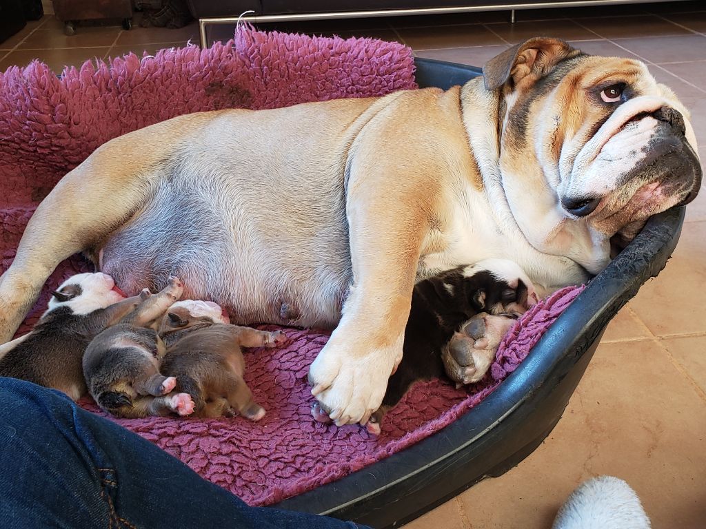 Les bébés de Bridget sont nés. 