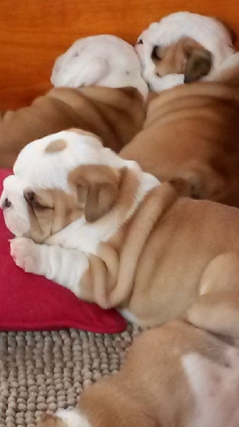 Les bébés de Willow ont eu 1 mois
