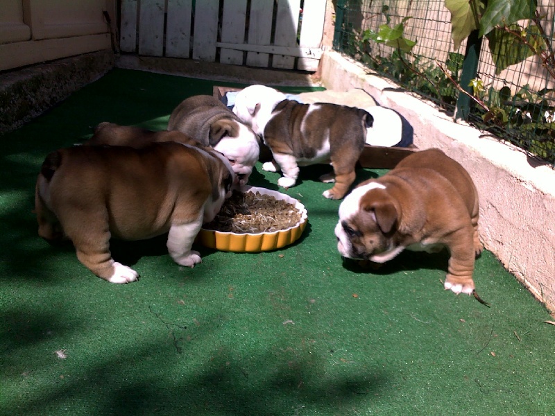 Les chiots de Dillinger