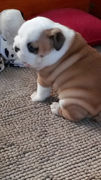 les bébés de Willow