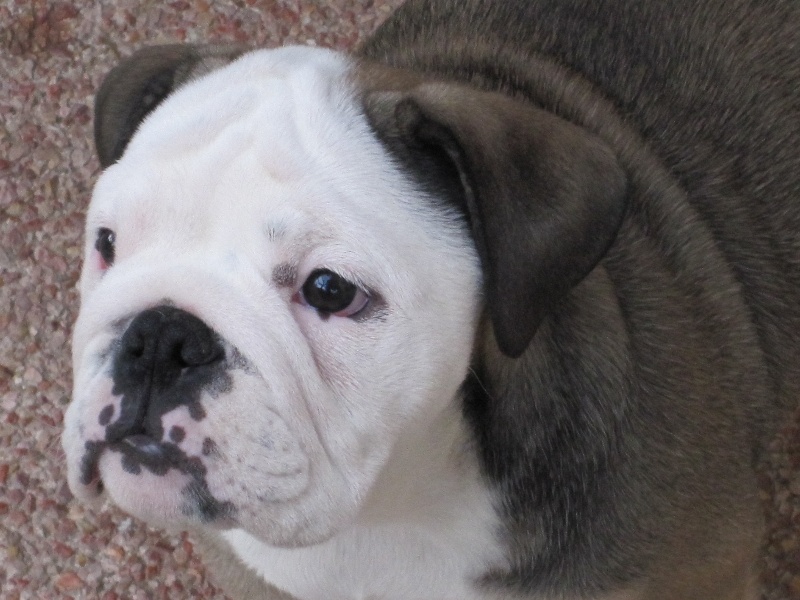 Les chiots de dillinger ont grandis
